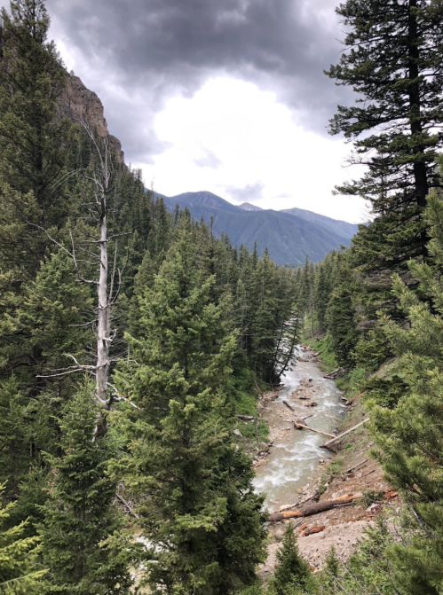 A serene forest scene with a winding river, tall pine trees, and mountains under a cloudy sky.