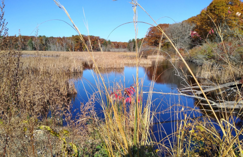 A serene wetland scene with tall grasses, a calm water surface, and autumn foliage in the background under a clear blue sky.