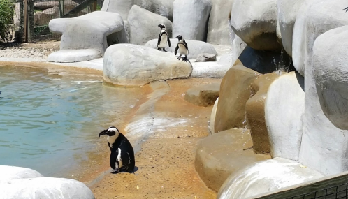 A group of penguins near a rocky area by a pool, with one penguin walking in the foreground.