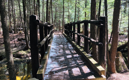 A wooden bridge spans a small stream, surrounded by tall trees in a serene forest setting.