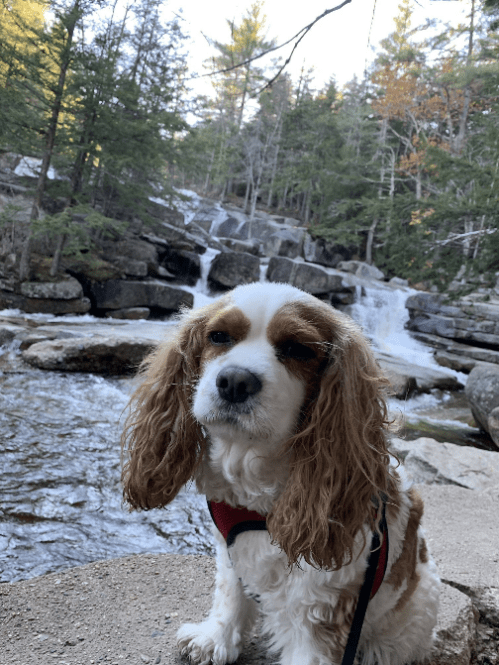 A dog with long, curly fur sits by a rocky stream with a waterfall and trees in the background.