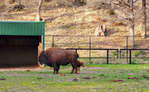 A bison stands in a grassy area near a shelter, with trees and a fence in the background.