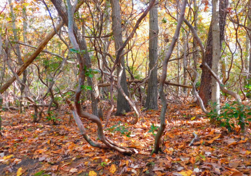 A dense forest scene with twisted vines and colorful autumn leaves covering the ground.