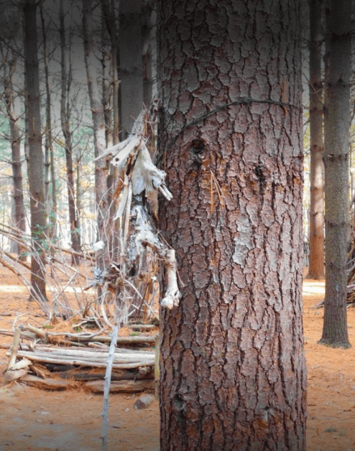 A close-up of a textured tree trunk with a piece of white, weathered material hanging from it, surrounded by a forest.