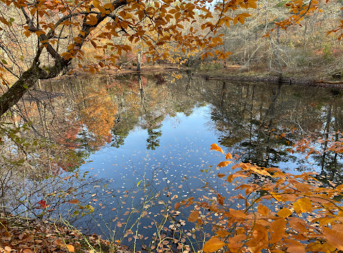 A serene pond surrounded by autumn foliage, reflecting colorful leaves and trees in calm water.