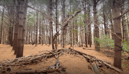 A dense forest with tall trees and scattered branches on the ground, creating a serene, natural atmosphere.