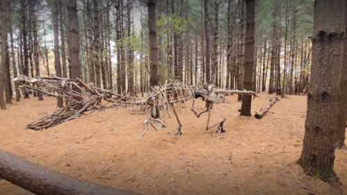 A skeletal structure made of branches resembling a dinosaur, set in a forest with tall trees and pine needles on the ground.