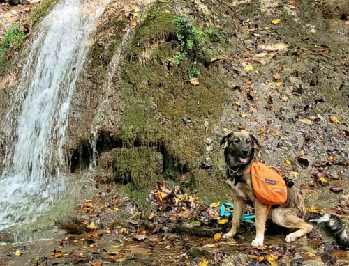 A dog with an orange backpack sits by a small waterfall, surrounded by rocks and fallen leaves.