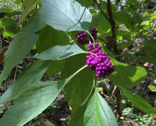 Clusters of vibrant purple berries on green leaves in a natural setting.