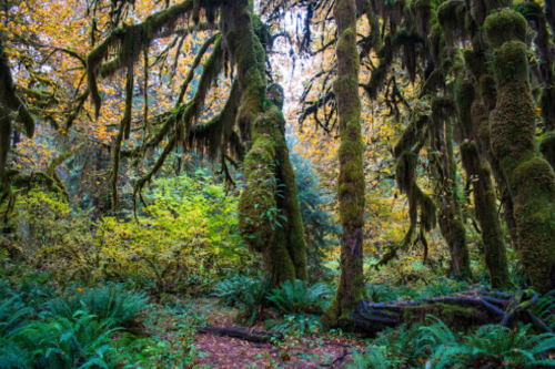 Lush forest scene with moss-covered trees and vibrant autumn foliage, creating a serene, natural atmosphere.