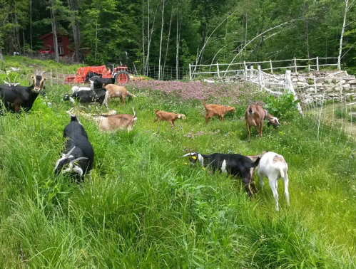 A group of goats grazing in a lush green field with a red tractor and wooden fence in the background.