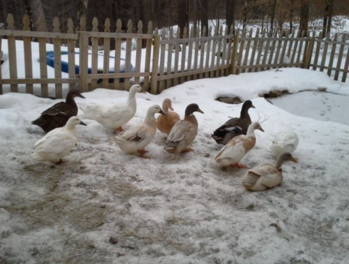 A group of ducks of various colors walking on snowy ground near a wooden fence.
