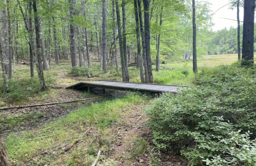 A wooden bridge in a lush forest, surrounded by trees and greenery, leading to an open field in the background.