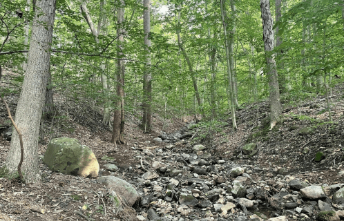 A rocky stream bed surrounded by lush green trees in a forested area.