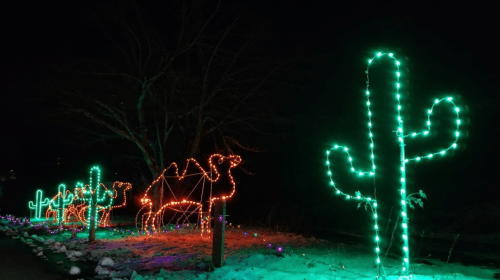 Colorful holiday lights depicting camels and cacti against a dark night sky.