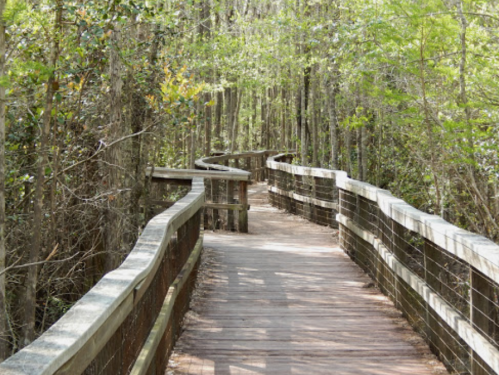 A winding wooden boardwalk through a lush green forest, surrounded by trees and natural light.