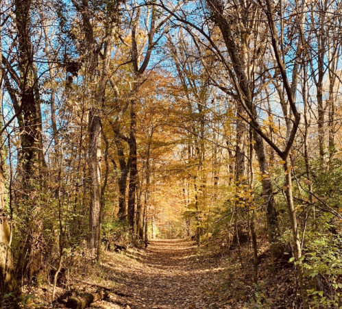 A serene forest path lined with trees displaying vibrant autumn foliage under a clear blue sky.