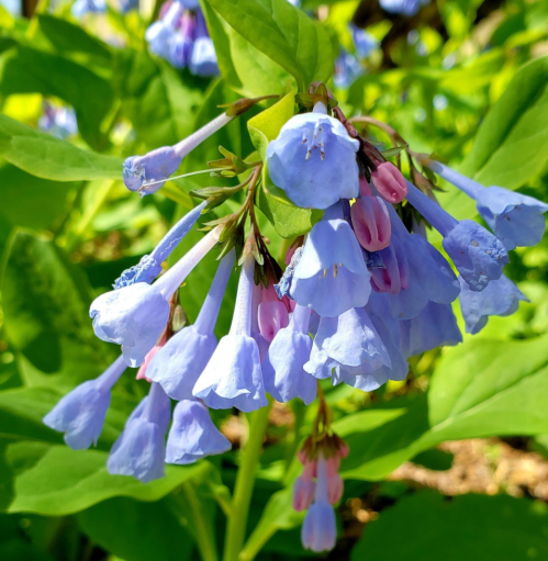 A cluster of blue and pink bell-shaped flowers surrounded by green leaves in a sunny garden.