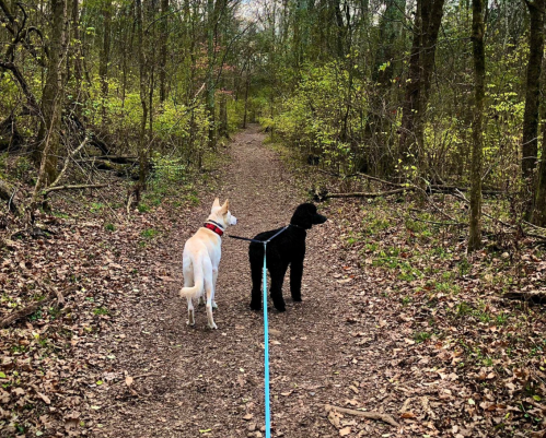 Two dogs, one white and one black, stand on a wooded trail surrounded by greenery and fallen leaves.