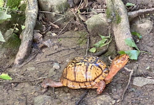 A turtle with a patterned shell crawls on the ground near tree roots and leaves in a natural setting.