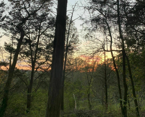 A serene forest scene at sunset, with tall trees silhouetted against a colorful sky.