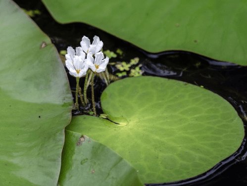 A cluster of small white flowers on a lily pad surrounded by large green leaves on a calm water surface.