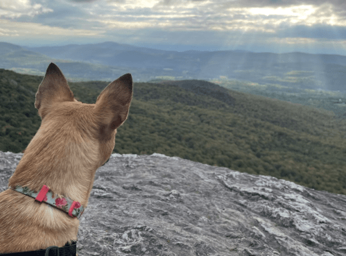 A dog with perked ears gazes at a scenic mountain view under a cloudy sky.