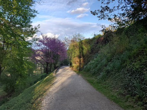 A peaceful pathway lined with trees and blooming flowers under a blue sky, inviting a serene outdoor stroll.