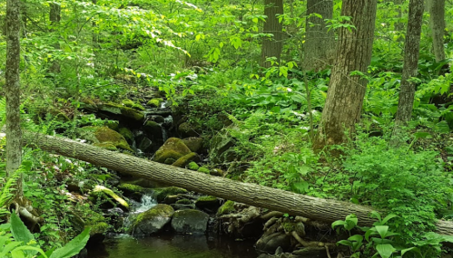 A serene forest scene with a small stream, moss-covered rocks, and a fallen log surrounded by lush green foliage.