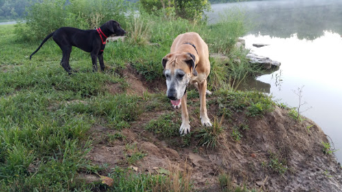 Two dogs, one tan and one black, stand on a grassy bank by a calm lake in the early morning.