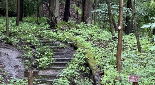A moss-covered log lies beside wooden steps leading through a lush, green forest.