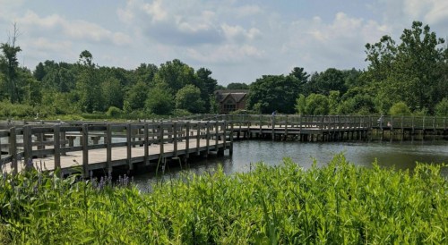 A wooden boardwalk winds through lush greenery beside a calm pond, with trees and a building in the background.