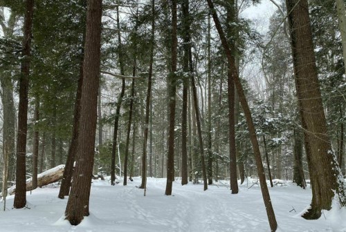 A snowy forest scene with tall trees and a winding path through the white landscape.