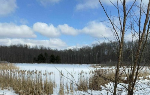 A snowy landscape with a frozen pond, surrounded by tall grasses and bare trees under a blue sky with clouds.