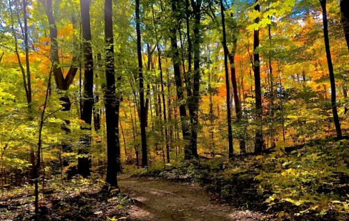 A serene forest path surrounded by vibrant autumn foliage in shades of green, yellow, and orange.