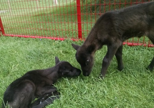 Two black goat kids play on green grass near a red fence, one lying down and the other standing and sniffing.