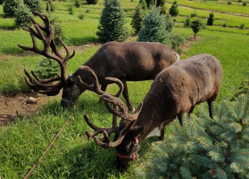 Two reindeer with large antlers grazing on grass in a lush green field surrounded by evergreen trees.