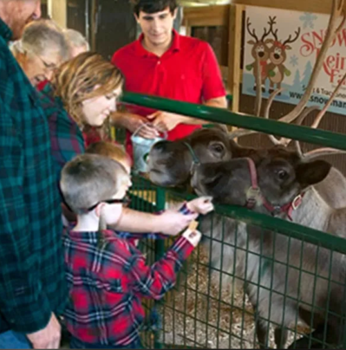 A group of people, including children, interact with reindeer at a festive event in a barn setting.
