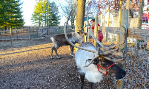 Two reindeer in a fenced area, one with antlers and a harness, while a person interacts with them in the background.