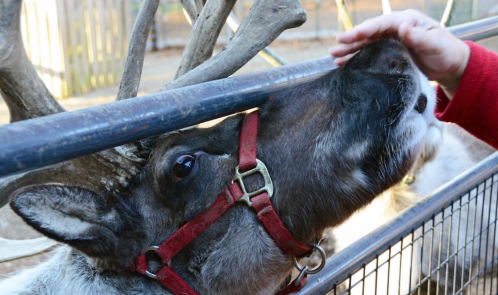 A close-up of a reindeer being gently petted by a person through a fence.
