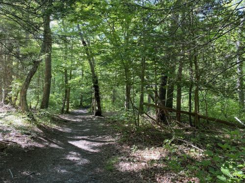 A serene forest path surrounded by lush green trees and dappled sunlight filtering through the leaves.