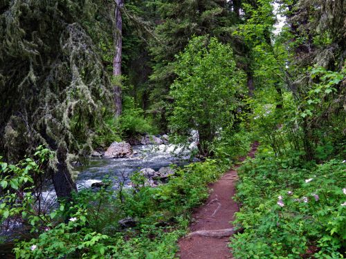A serene forest path alongside a flowing river, surrounded by lush greenery and trees.