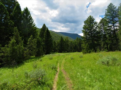 A grassy path leads through a lush green forest with tall pine trees under a partly cloudy sky.