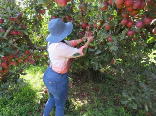 A person in a hat picks apples from a tree, surrounded by ripe red apples and green foliage.