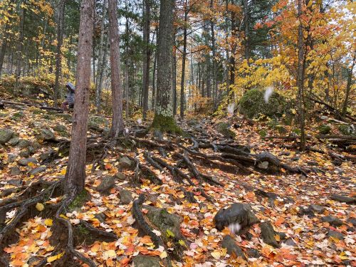 A forest scene in autumn with colorful leaves, exposed tree roots, and rocky terrain.