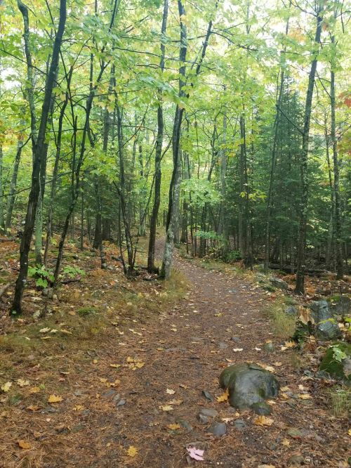 A serene forest path surrounded by tall trees and scattered autumn leaves on the ground.