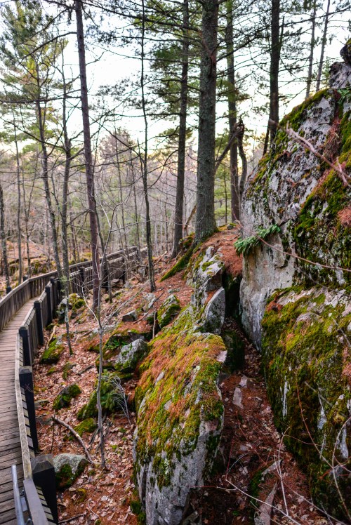 A wooden path winds through a forest with moss-covered rocks and tall trees, surrounded by autumn foliage.