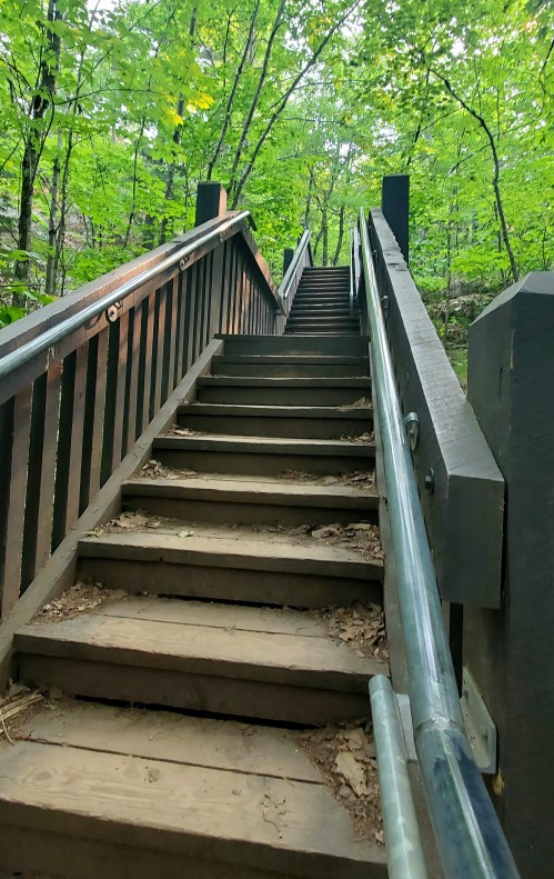 A wooden staircase leads upward through a lush green forest, surrounded by trees and natural light.
