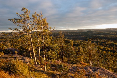 A scenic view of a forested landscape with tall trees and rolling hills under a cloudy sky during sunset.