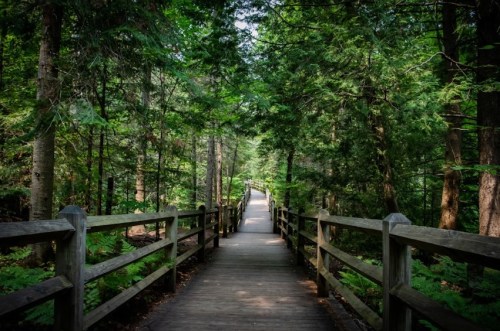 A wooden boardwalk winding through a lush green forest, surrounded by tall trees and ferns.